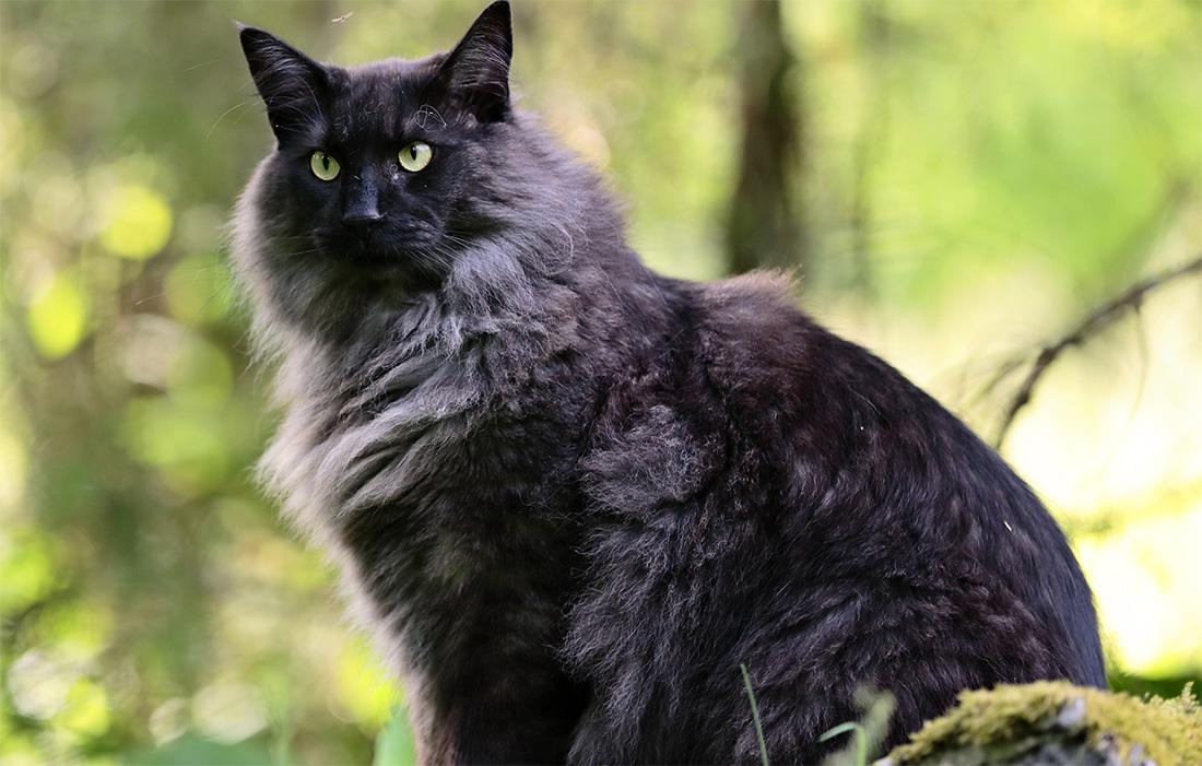 Norwegian Forest Cat - black