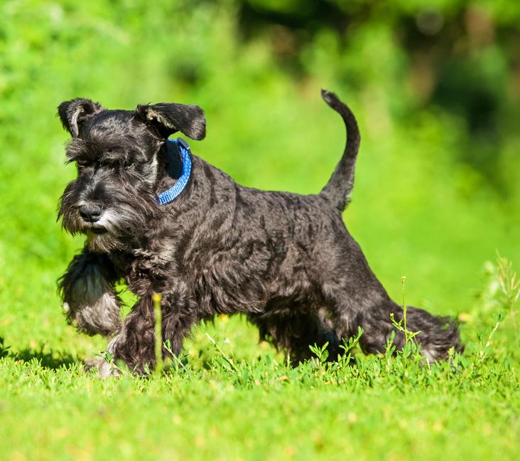 When does a Miniature Schnauzer stop growing?