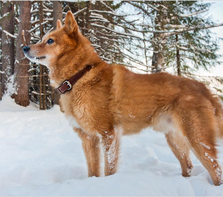 When do Finnish Spitz stop growing?