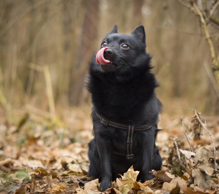 When do Schipperkes stop growing?