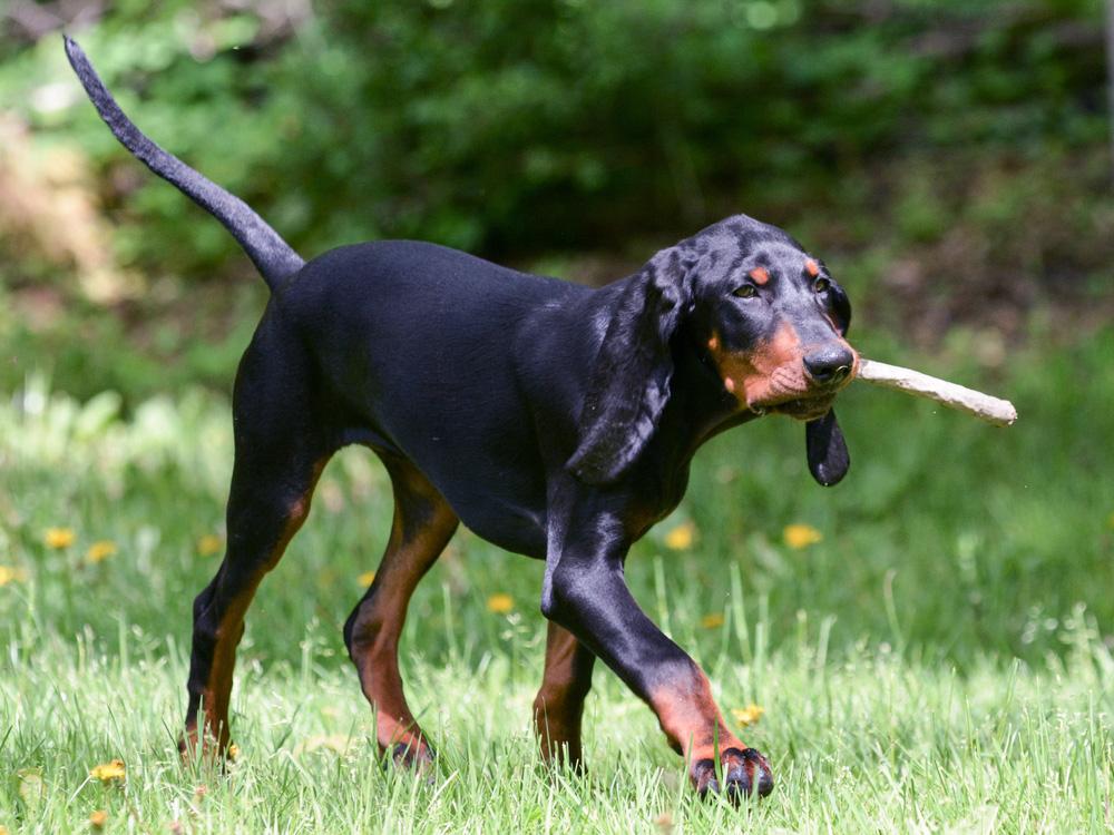 Bluetick Coonhound enjoying the walk