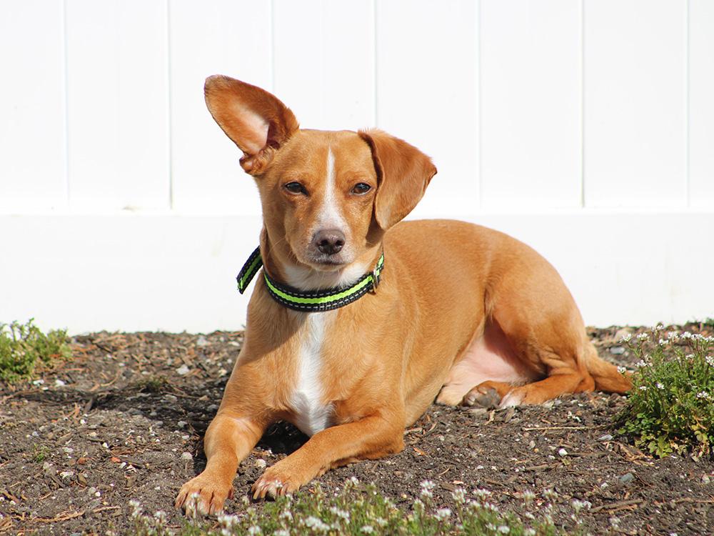 Chiweenie dog in sun