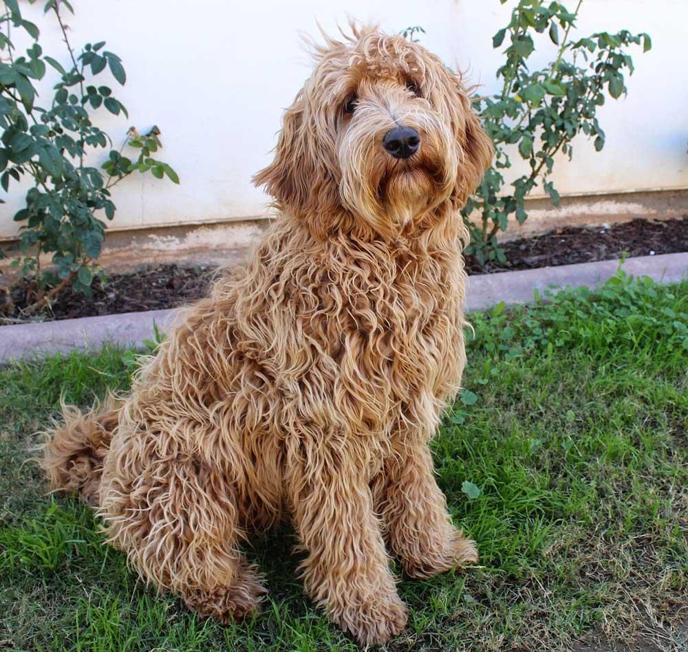 What is an F1b Labradoodle?