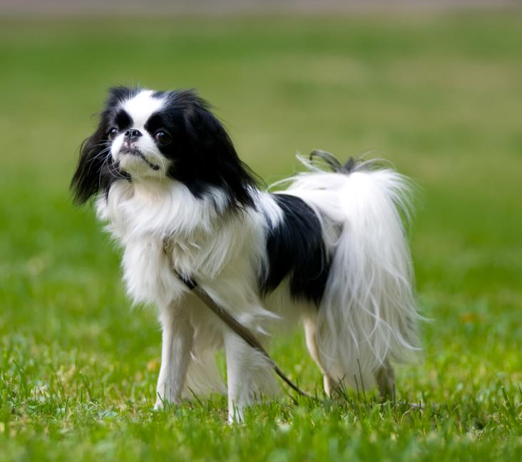 What color coat does a Japanese Chin dog have?