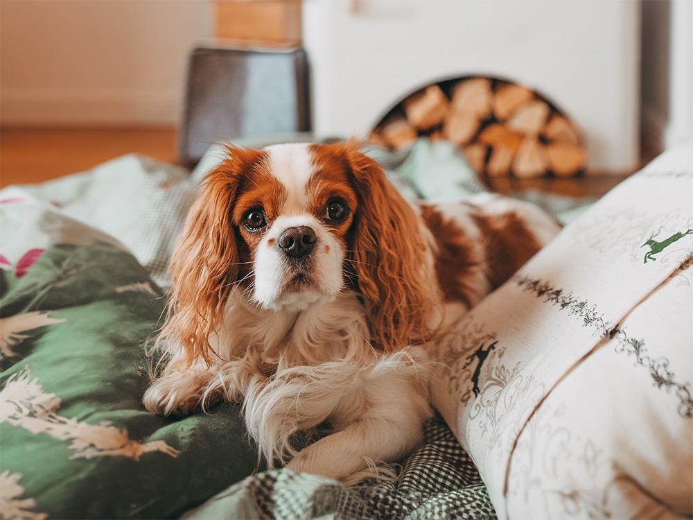 trained Cavalier King Charles Spaniel dog resting