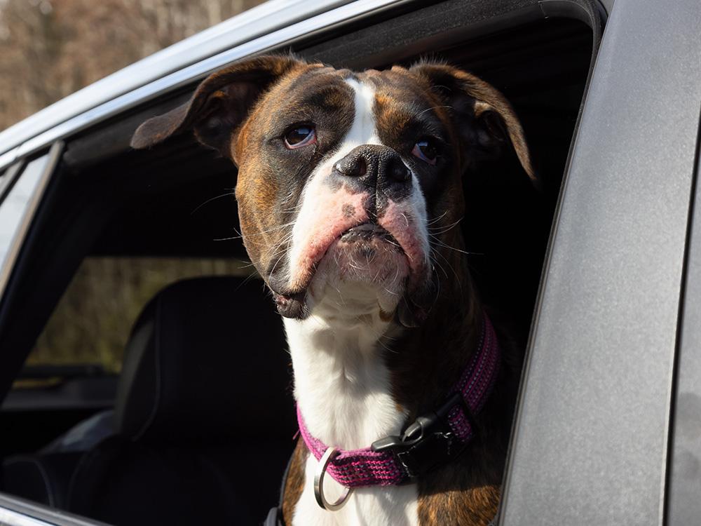 boxer in car