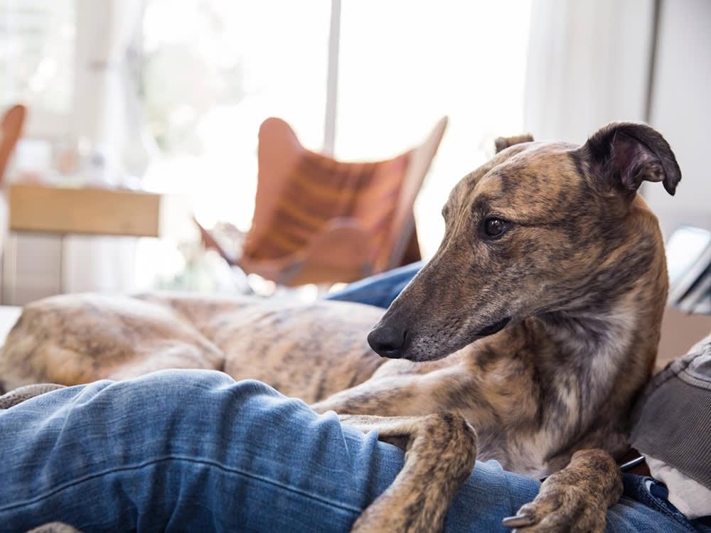 greyhound in person's lap