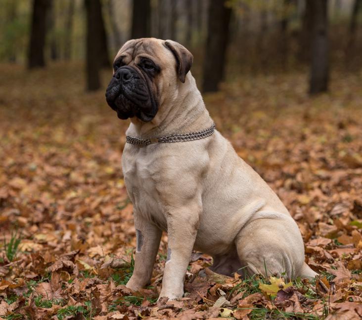 How big do Bullmastiffs get?