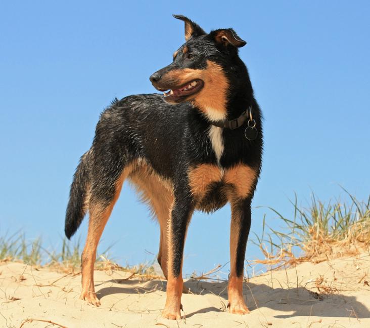 What colors do Australian Kelpies come in?