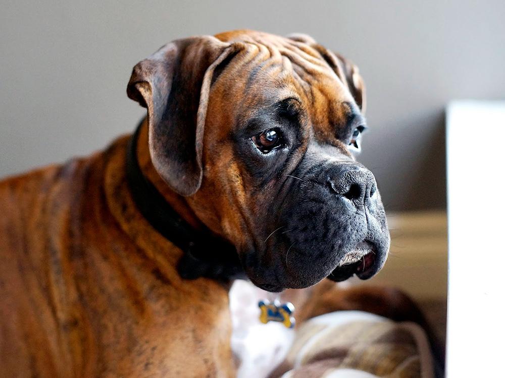 Boxer dog