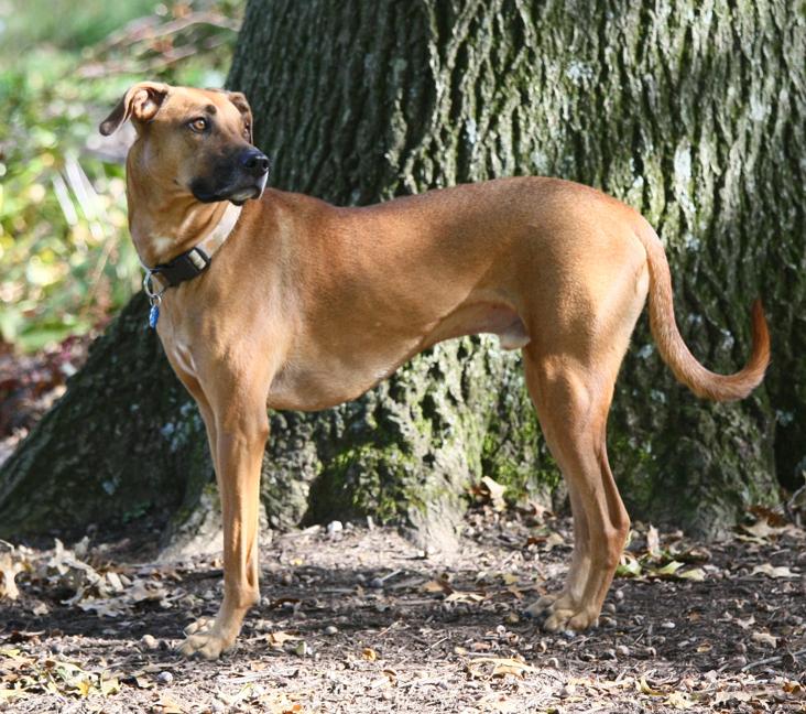 Is the Black Mouth Cur a recognized breed?