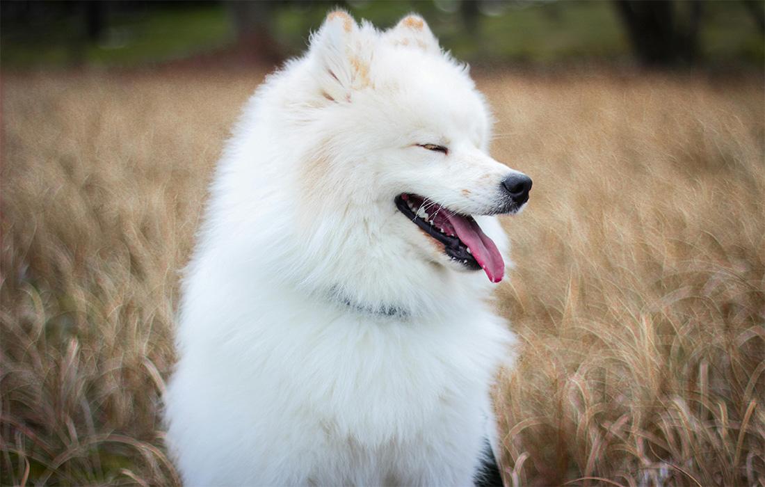 samoyed