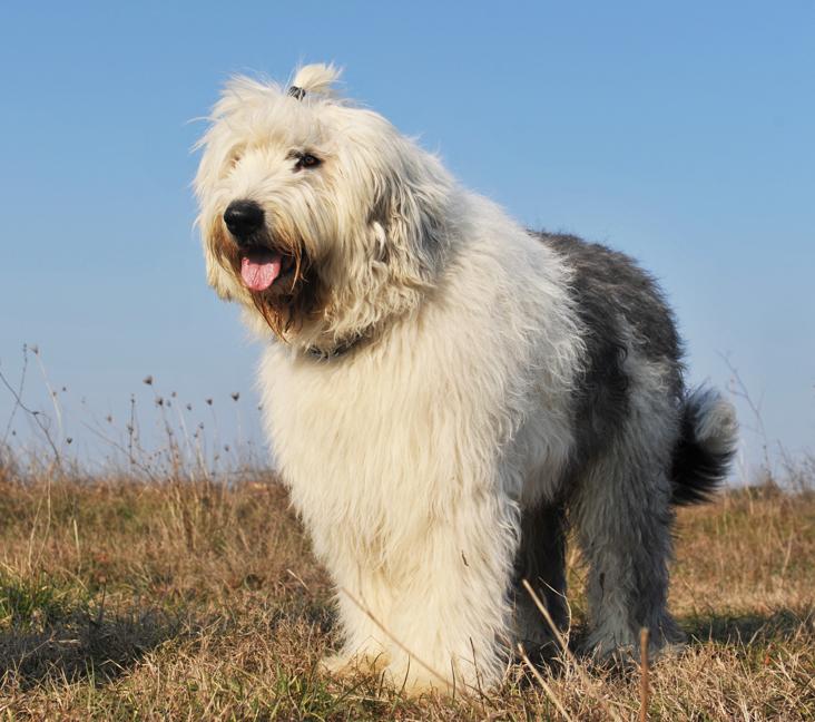 Are Old English Sheepdogs easy to train?