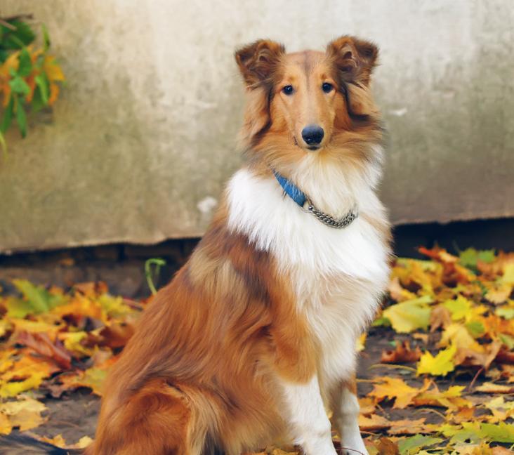 Are Collies good with kids?