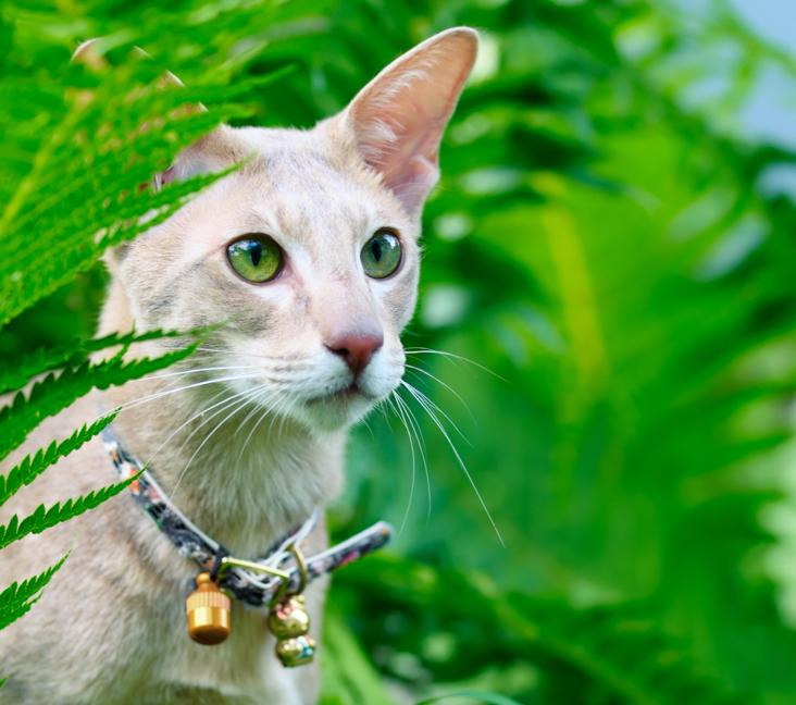 How long do Oriental Shorthair cats live?