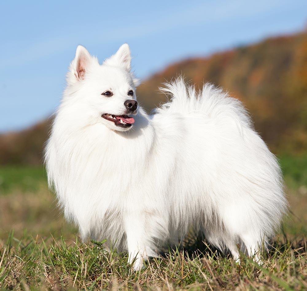 Is the German Spitz easy to train? 