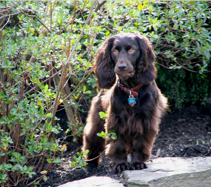 Are Boykin Spaniels good with kids?