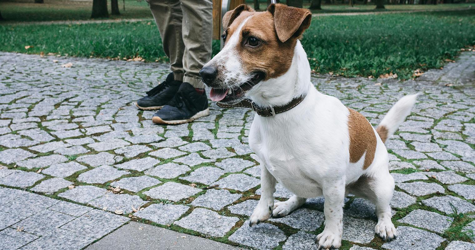 How Do I Find a Good Home for My Jack Russell Terrier?