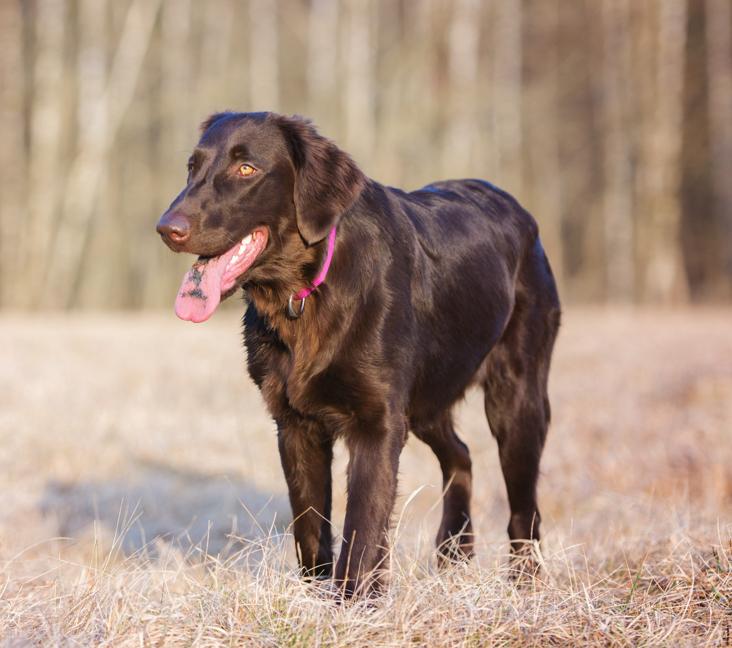 Are Flat-Coated Retrievers good for first-time pet parents?