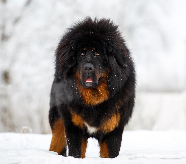 What were Tibetan Mastiffs bred for?