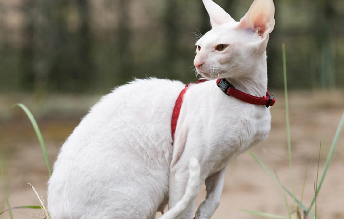 Cornish Rex - white