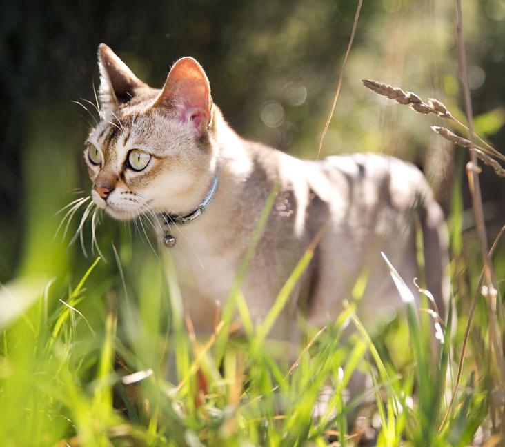 Do Singapura cats like to be held?