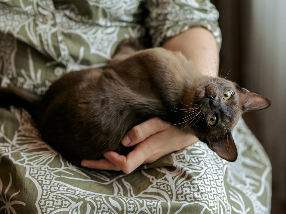 Brown burmese cat in lap