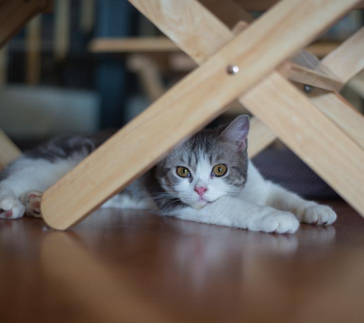 What color coats can American Wirehair cats have?