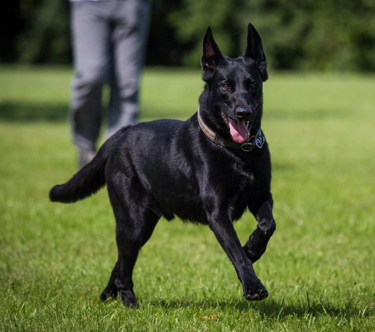 How big do Belgian Malinois get?