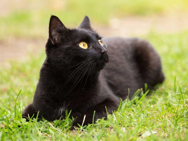 10 Black Cat Breeds That You’ll Love