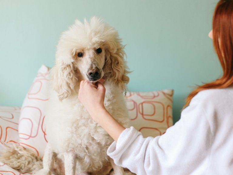 white Standard Poodle