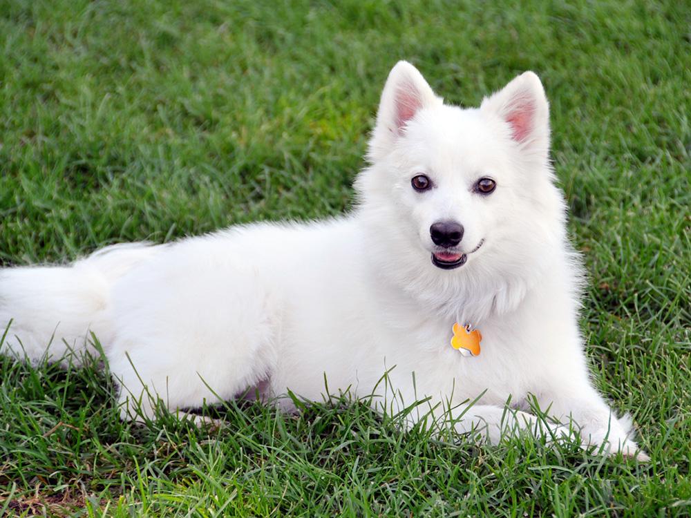 American Eskimo Dog resting on grass.