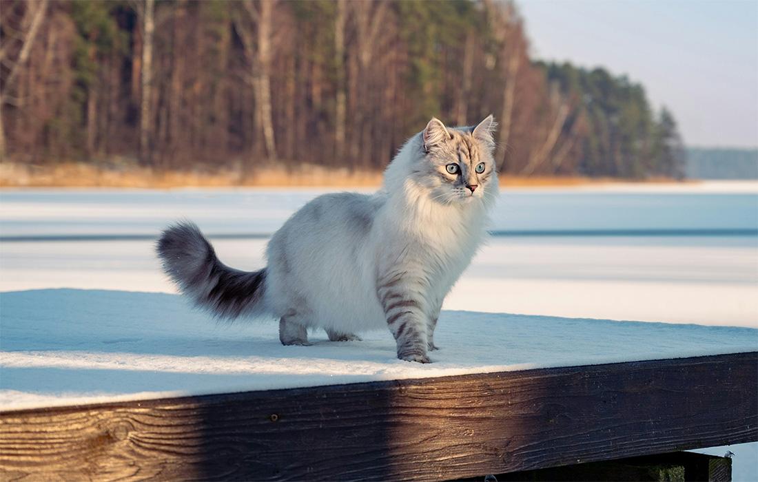 Siberian - Silver