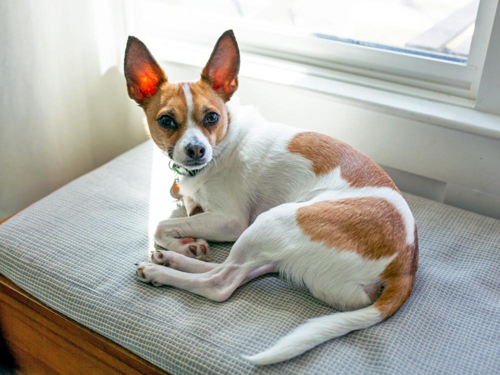 Jack Chi: Jack Russell + Chihuahua