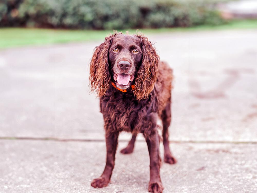 Boykin Spaniel with the tongue out