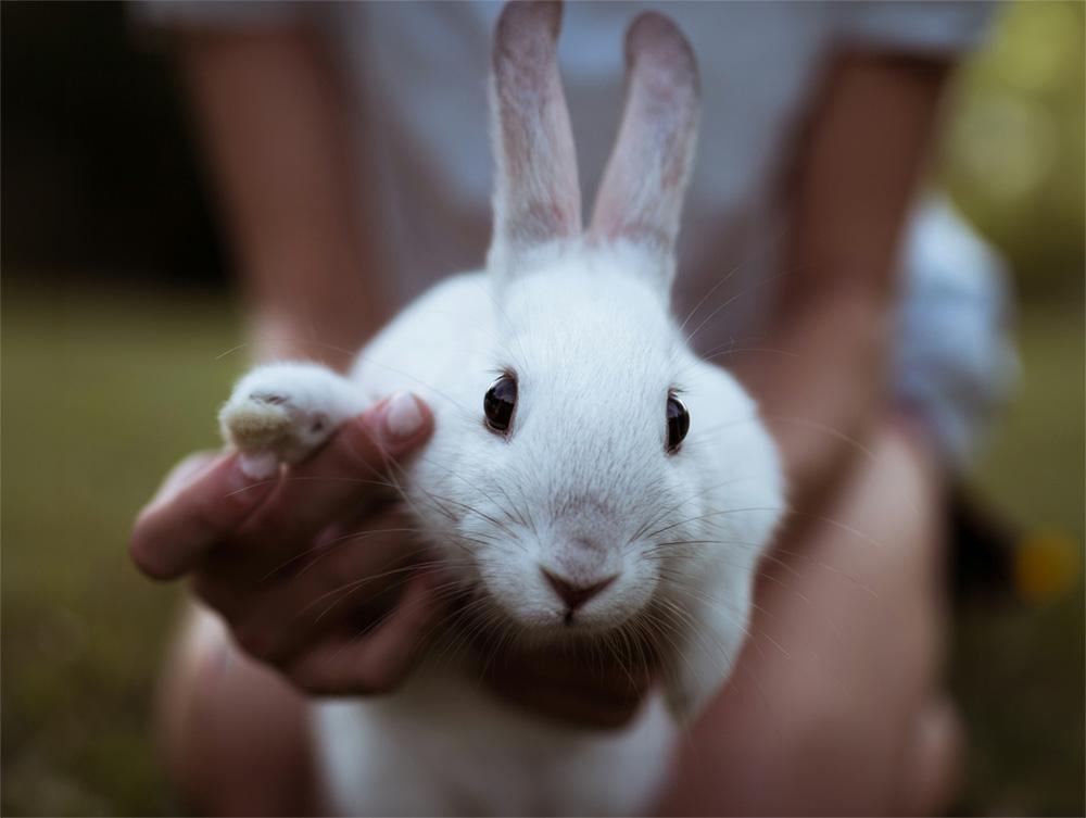 Bunny being held by foster