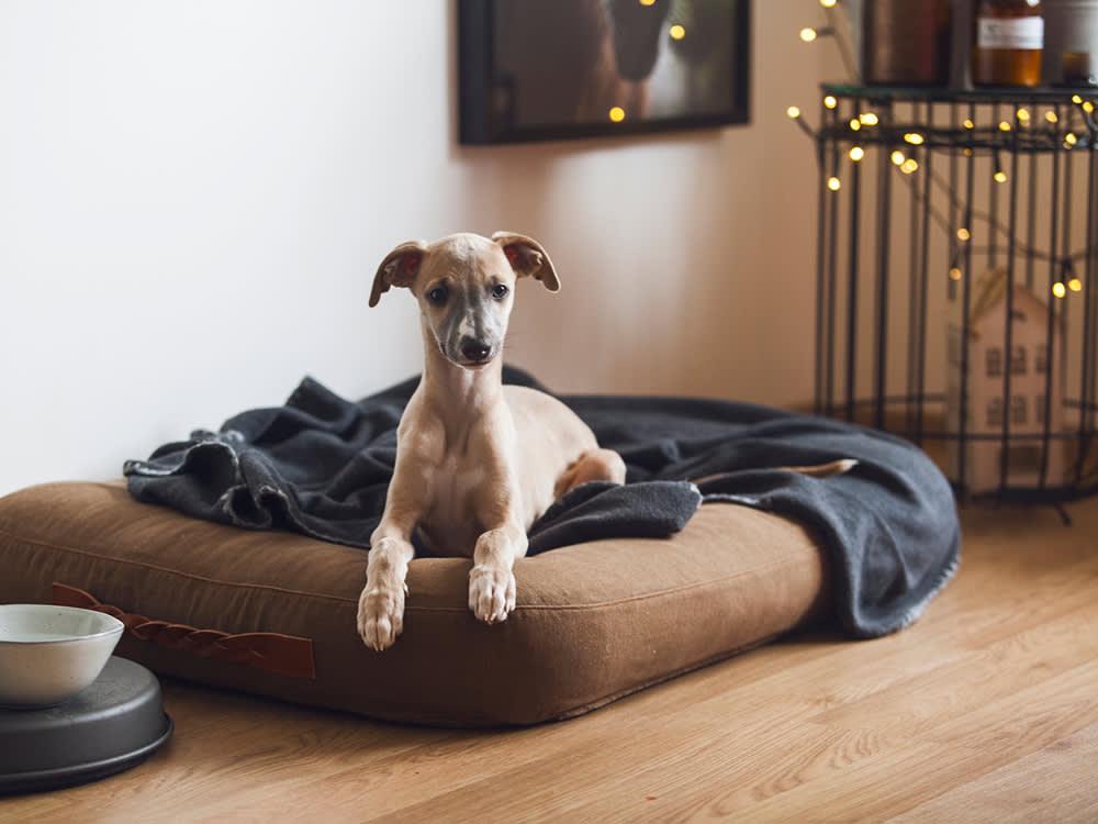 Whippet on dog bed