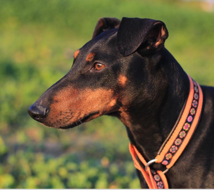 What is the difference between a Min Pin and a Manchester Terrier?