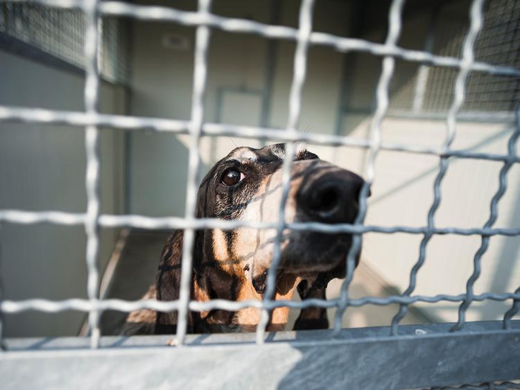 You Know What’s Really Scary? How Many Shelter Dogs Need Homes