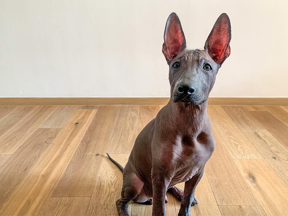 Xoloitzcuintli dog on wood floor