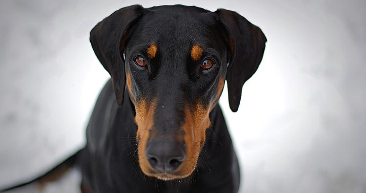 What is the Best Way to Rehome a Doberman Pinscher?