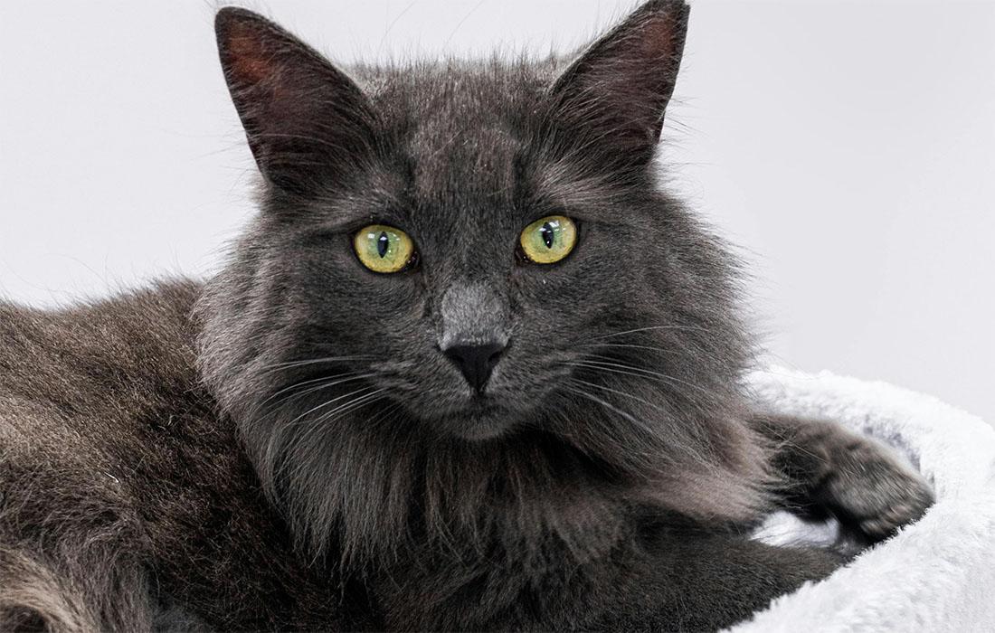 Norwegian Forest Cat - gray