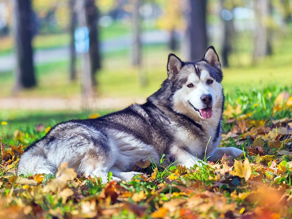 alaskan malamute lying in leaves