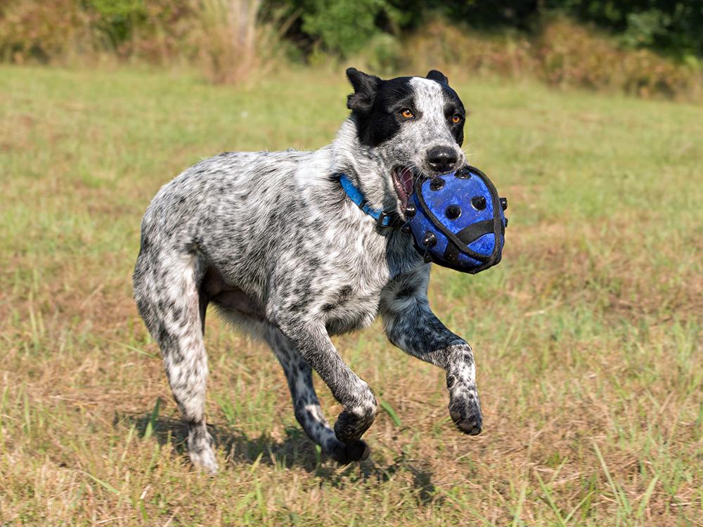 Texas Heeler with ball