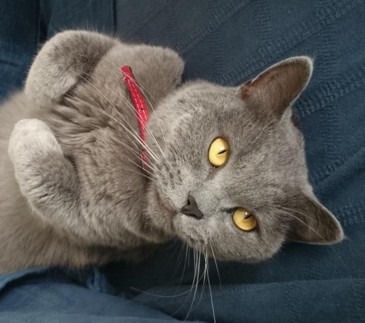 Are there different types of British Shorthair cats?