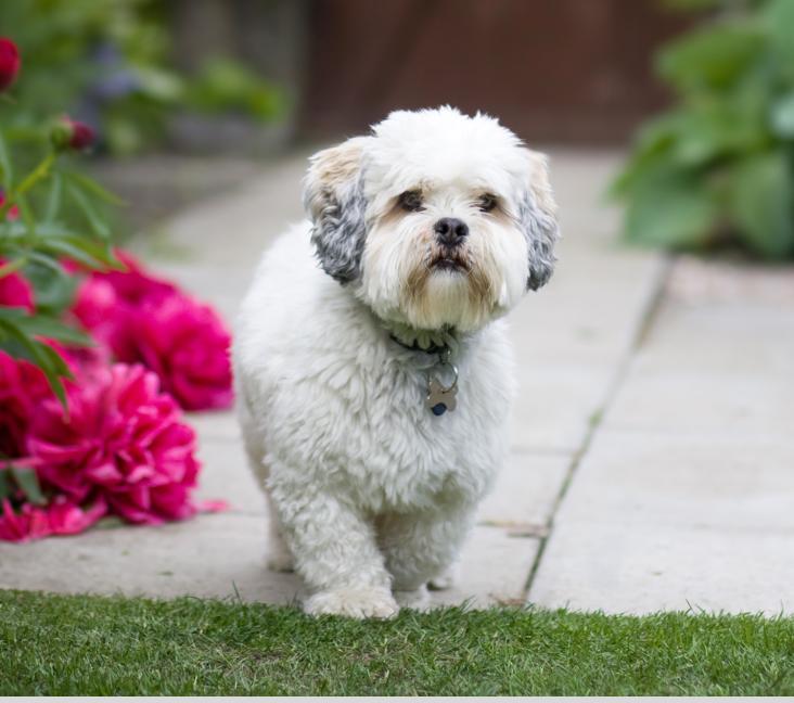 Are black Lhasa Apsos rare?