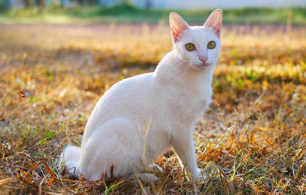 Japanese Bobtail - white