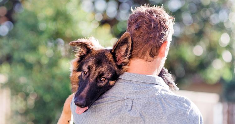 What Is a Reasonable Rehoming Fee for a German Shepherd?