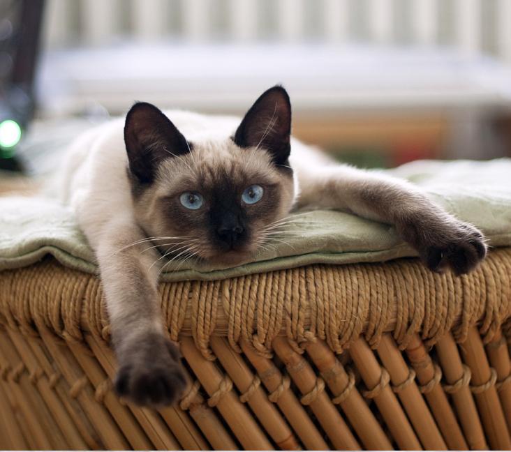 What color coats can Tonkinese cats have?