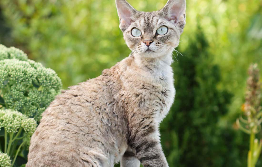 Devon Rex - chinchilla